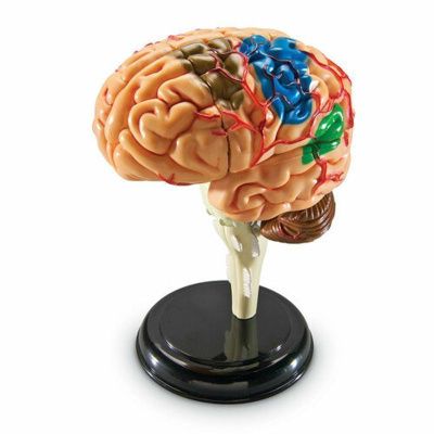 LER3335 Развивающая игрушка "Анатомия человека. Мозг"  (31 элемент)