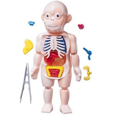 Маленький доктор. Человек (изучаем строение тела) игровая модель