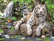 Пазл 3D 100 Белые тигры Бенгалии 