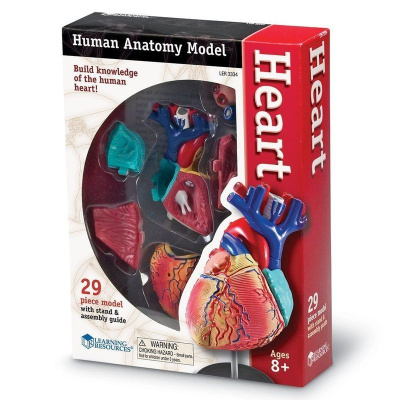 LER3334 Развивающая игрушка "Анатомия человека. Сердце"  (29 элементов)