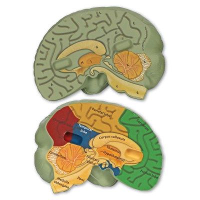 LER1903 Развивающая игрушка  "Мозг человека модель в разрезе" (демонстрационный материал из мягкой п