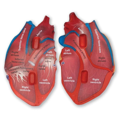 LER1902 Развивающая игрушка  "Сердце человека модель в разрезе" (демонстрационный материал из мягкой