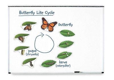 LER6043 Развивающая игрушка "Жизненный цикл бабочки", магнитный (демонстрационный материал, 9 элемен