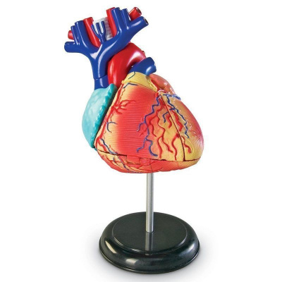 LER3334 Развивающая игрушка "Анатомия человека. Сердце"  (29 элементов)